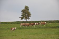 Krave na kmetiji