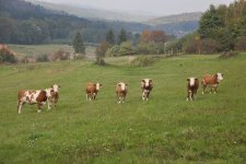 Krave na kmetiji